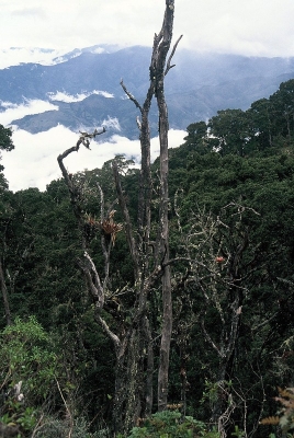 Powyżej granicy lasu w Chiripo NP.