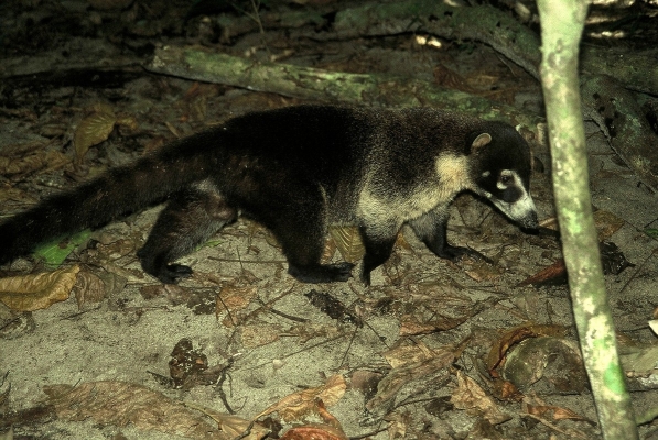 Coati i …