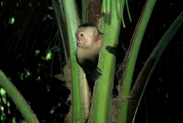 ... małpka Capucino w Manuel Antonio NP.